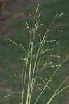 Prairie panicgrass